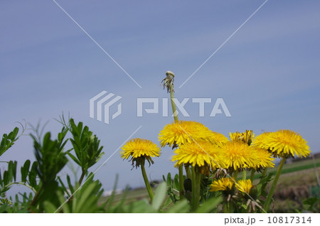 担保ぽんpさくふうけい 10817314