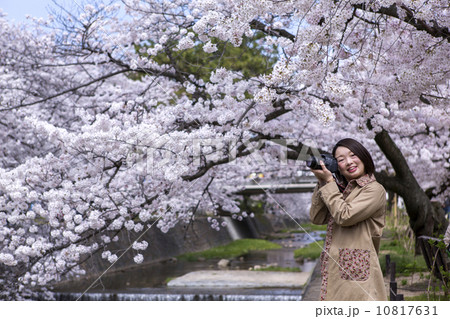 兵庫県 夙川公園 桜 女性 カメラ女子 兵庫県 夙川公園 桜 女性 カメラ女子 10817631