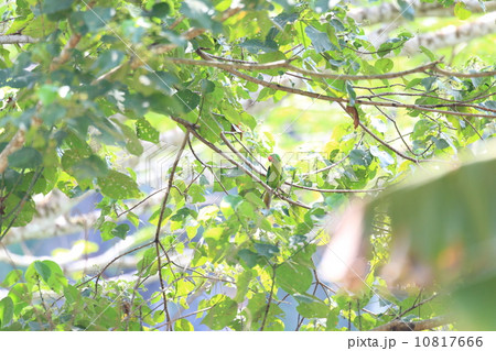 コオオハナインコモドキ コオオハナインコモドキ 10817666