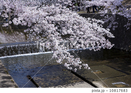 兵庫県 西宮市 夙川公園 桜 兵庫県 西宮市 夙川公園 桜 10817683