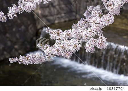 兵庫県 西宮市 夙川公園 桜 兵庫県 西宮市 夙川公園 桜 10817704