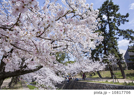 兵庫県　西宮市　夙川公園　桜 10817706