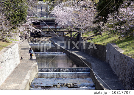 兵庫県　西宮市　夙川公園　散歩 10817707