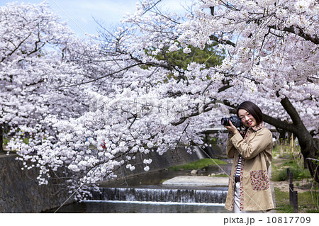 兵庫県　西宮市　夙川公園　桜　カメラ女子 10817709