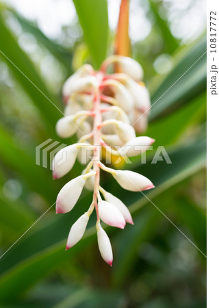 月桃の花 10817772