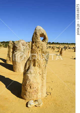 91285　パース　ピナクルズ 10818075