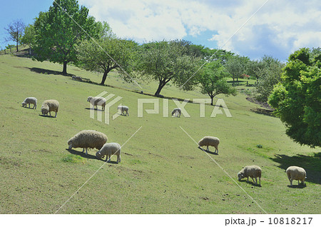 グリーン牧場の羊たち 10818217