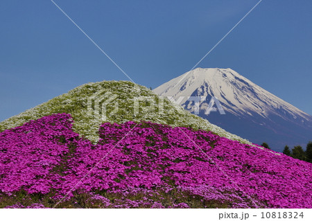 富士山と芝桜富士 10818324