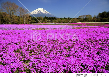 富士山と芝桜 富士山と芝桜 10818325