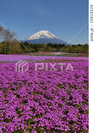 富士山と芝桜 富士山と芝桜 10818326