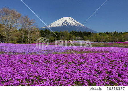 富士山と芝桜 富士山と芝桜 10818327