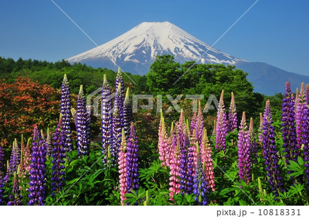 ルビナスと富士山 ルビナスと富士山 10818331