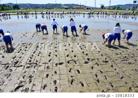 農業体験「田植え」 10818333