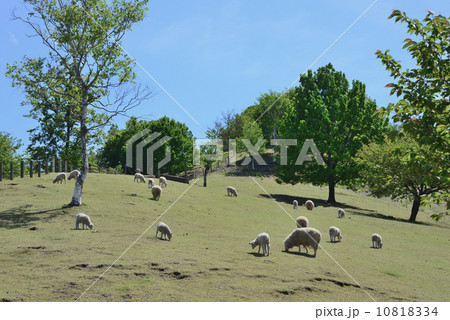 のどかな羊牧場 のどかな羊牧場 10818334