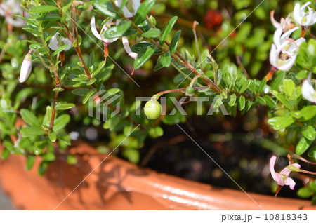 クランベリーの実 10818343