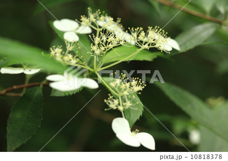 自然　植物　ヤエヤマコンテリギ、庭の紫陽花の先祖？ガクアジサイの花をまばらにしたような花です 10818378