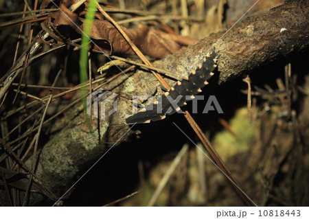 生き物　昆虫　ｵｵシママドボタルの幼虫、夜な夜な森の地面をはい回る・・・。ライトを消すと光るのがわかります 10818443