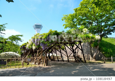 藤棚と五稜郭タワー 藤棚と五稜郭タワー 10818497