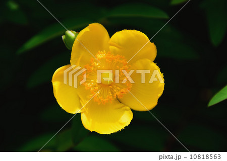 キンシバイ 10818563