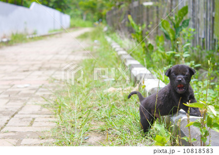 パンパン村の子犬 10818583
