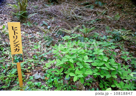 ヒトリシズカ 10818847