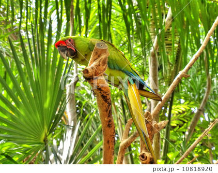 Green parrot Green parrot 10818920