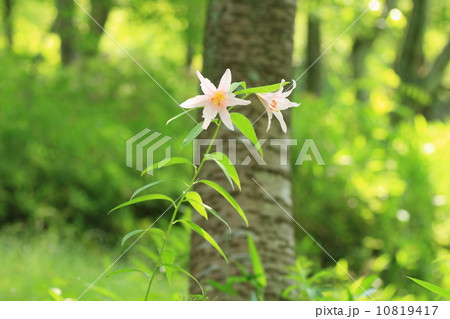 ヒメサユリの花 10819417