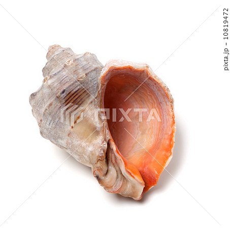 Empty rapana isolated on white background Empty rapana isolated on white background 10819472