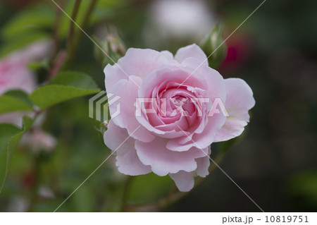 バラの花　グラニー 10819751