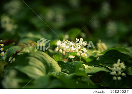 マイヅルソウ 10820027