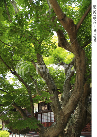 枝の合間から 枝の合間から 10820099