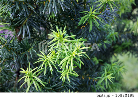 Yew tree (Taxus cuspidata). Young growing branch of Japanese yew 10820199