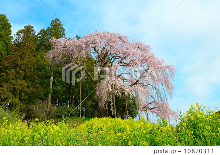 合戦場のしだれ桜 合戦場のしだれ桜 10820311