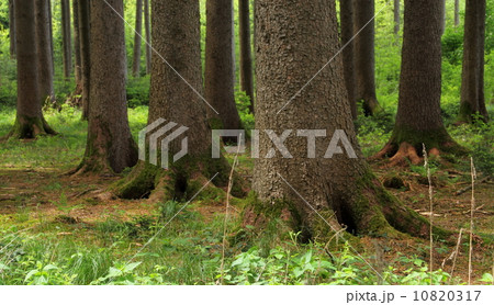 Powerful, strong trees in the forest Powerful, strong trees in the forest 10820317