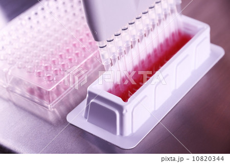 multi pipette in microbiology laboratory multi pipette in microbiology laboratory 10820344