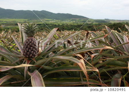 自然 風景 収穫期を待つ石垣島のパイン畑 自然 風景 収穫期を待つ石垣島のパイン畑 10820491