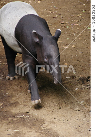 マレーバク 10820503