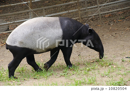 マレーバク 10820504