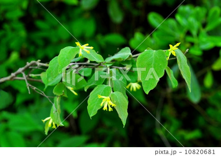 ガンピ花 ガンピ花 10820681