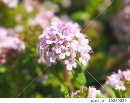 クリーピングタイム 10820820