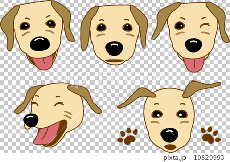 Labrador retriever 10820993