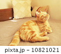 マンチカン 10821021