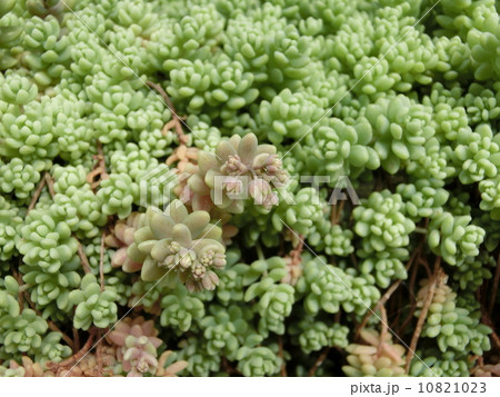 オウシュウマンネングサのつぼみ オウシュウマンネングサのつぼみ 10821023