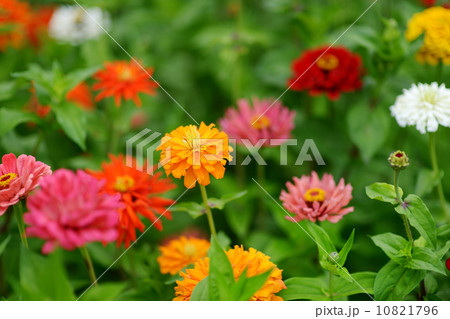 Red and orange zinnia flowers 10821796