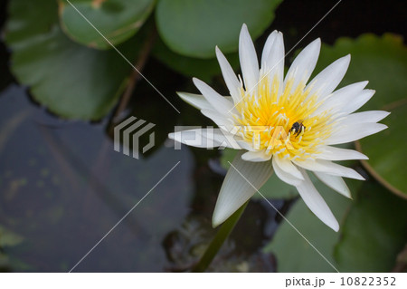 Bee and white yellow lotus 10822352