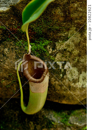 ウツボカズラ 10822621