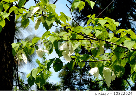 ハンカチの木 10822624