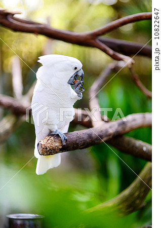 White cockatoo parrot on a branch White cockatoo parrot on a branch 10822647
