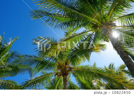 Palm trees  on a tropical island 10822650