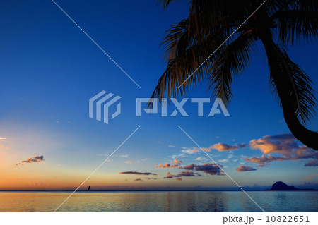Palm tree silhouette on sunset beach 10822651